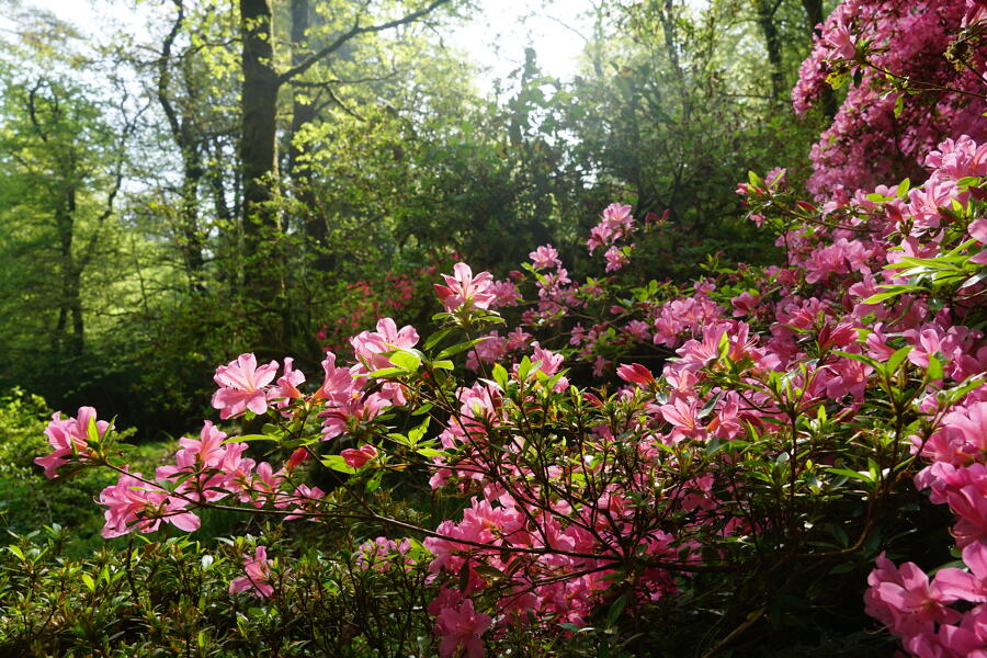 Jardins de Trévarez